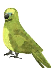 amazon parrot