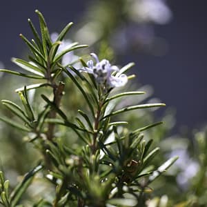 Rosemary herb may benefit against COVID-19 and inflammatory diseases [2022]