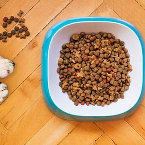 How canine heart disease was tied to grain-free dog food