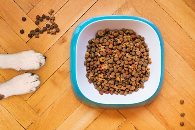 How canine heart disease was tied to grain-free dog food
